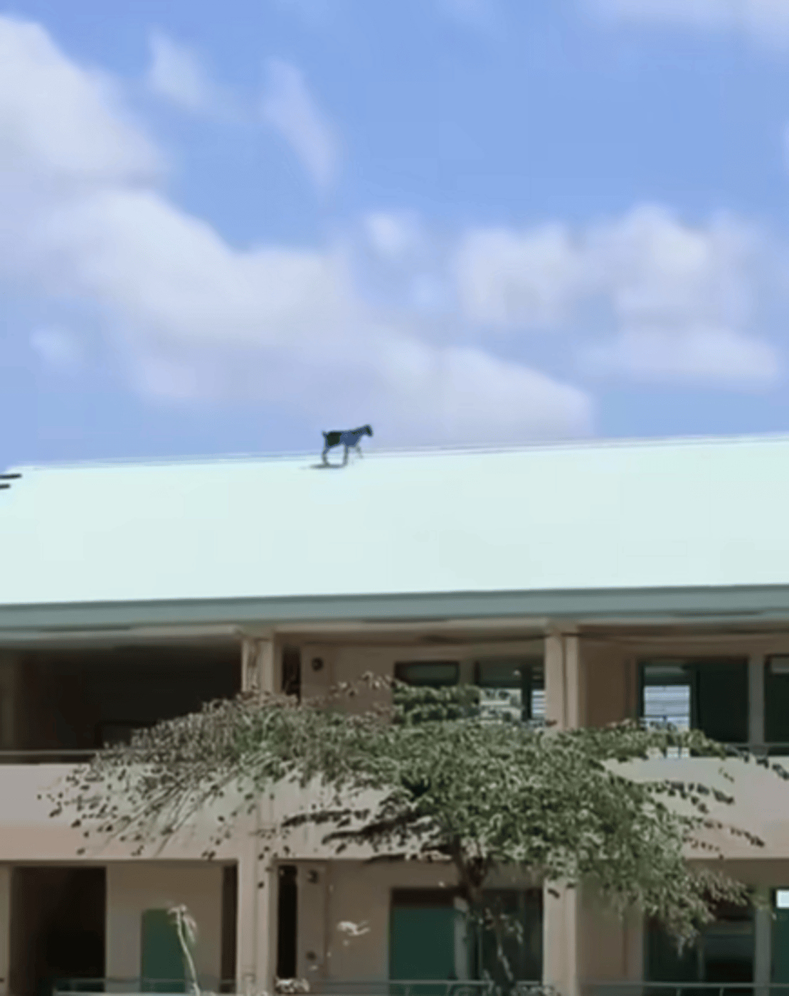 Goat spotted on school rooftop in Cotabato — Is this a safety concern?